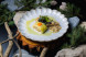 Fried nelma with cabbage gratin with crab